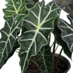 Alocasia Amazónica