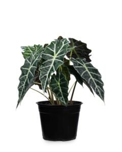 Alocasia Amazónica
