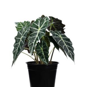Alocasia Amazónica