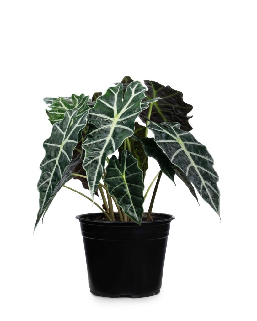 Alocasia Amazónica