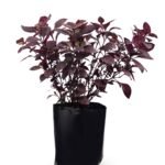 Alternanthera Rubí