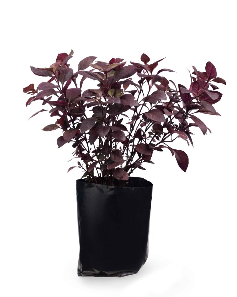 Alternanthera Rubí