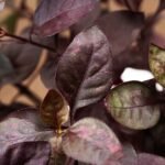 Alternanthera Rubí