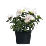 Azalea Holandesa