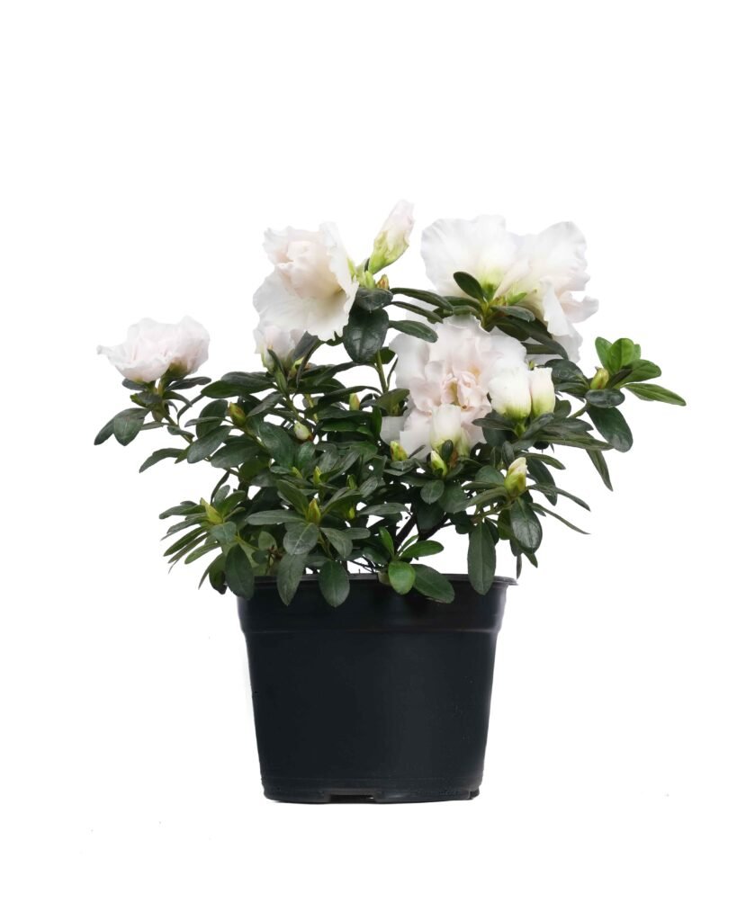 Azalea Holandesa