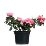 Azalea Holandesa