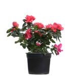Azalea Holandesa