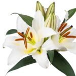 Lilium