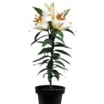 Lilium