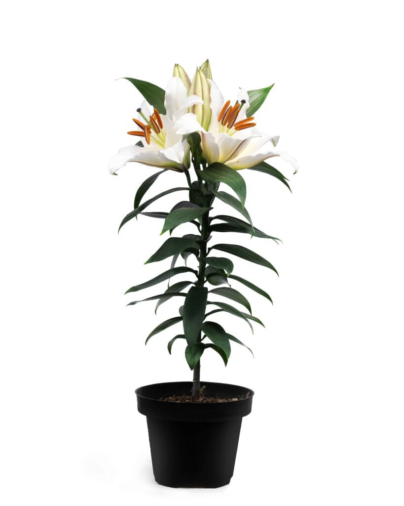 Lilium