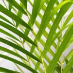 Palma Areca