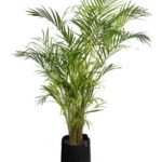 Palma Areca