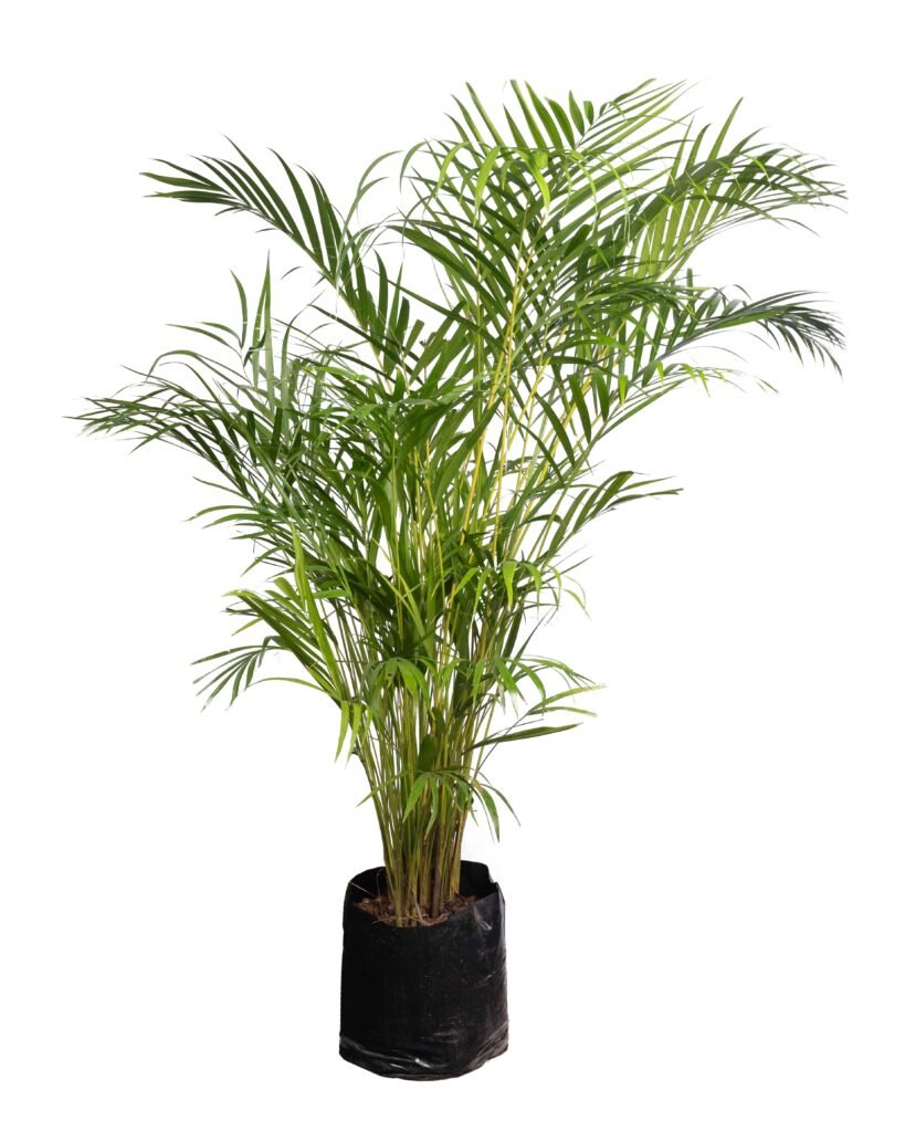 Palma Areca