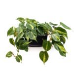 Philodendron Brasil (Philodendron hederaceum ‘Brasil’)