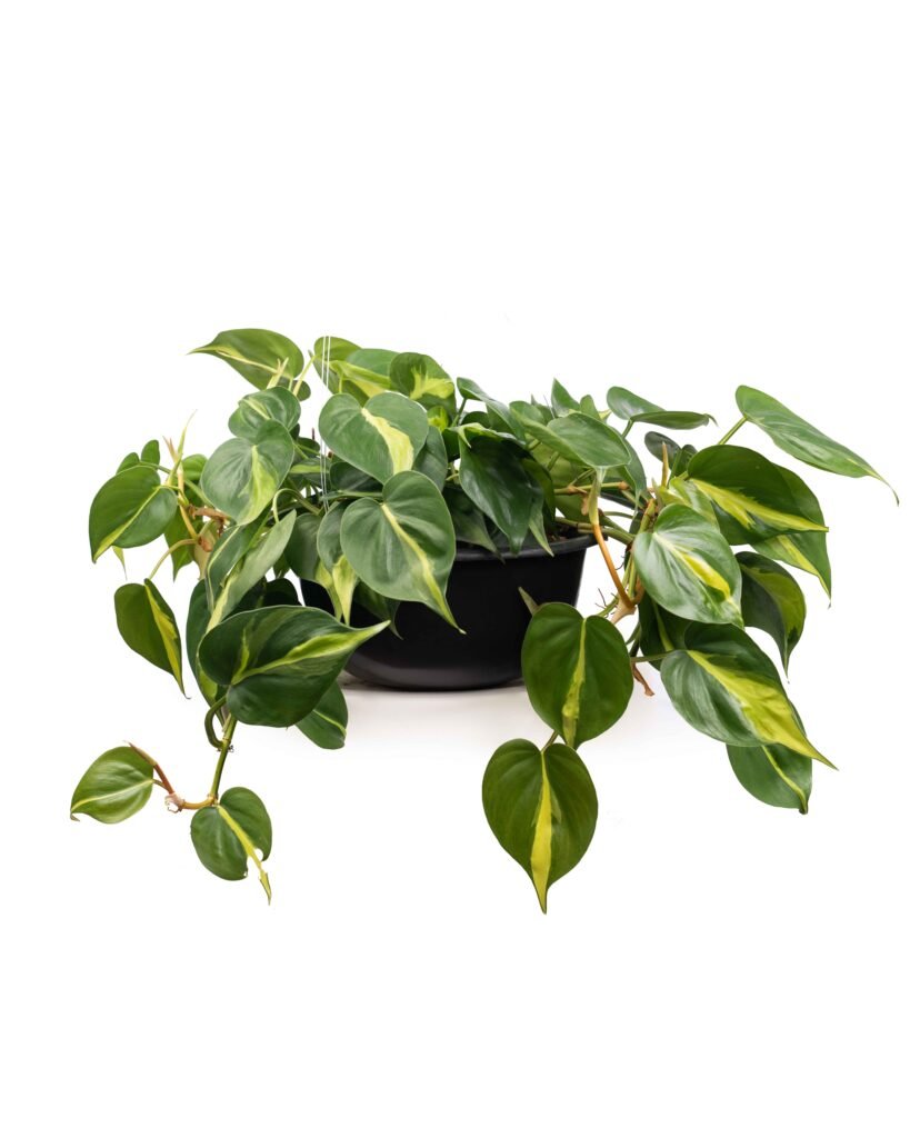 Philodendron Brasil (Philodendron hederaceum ‘Brasil’)