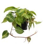 Philodendron Brasil (Philodendron hederaceum ‘Brasil’)