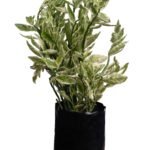 Candelilla