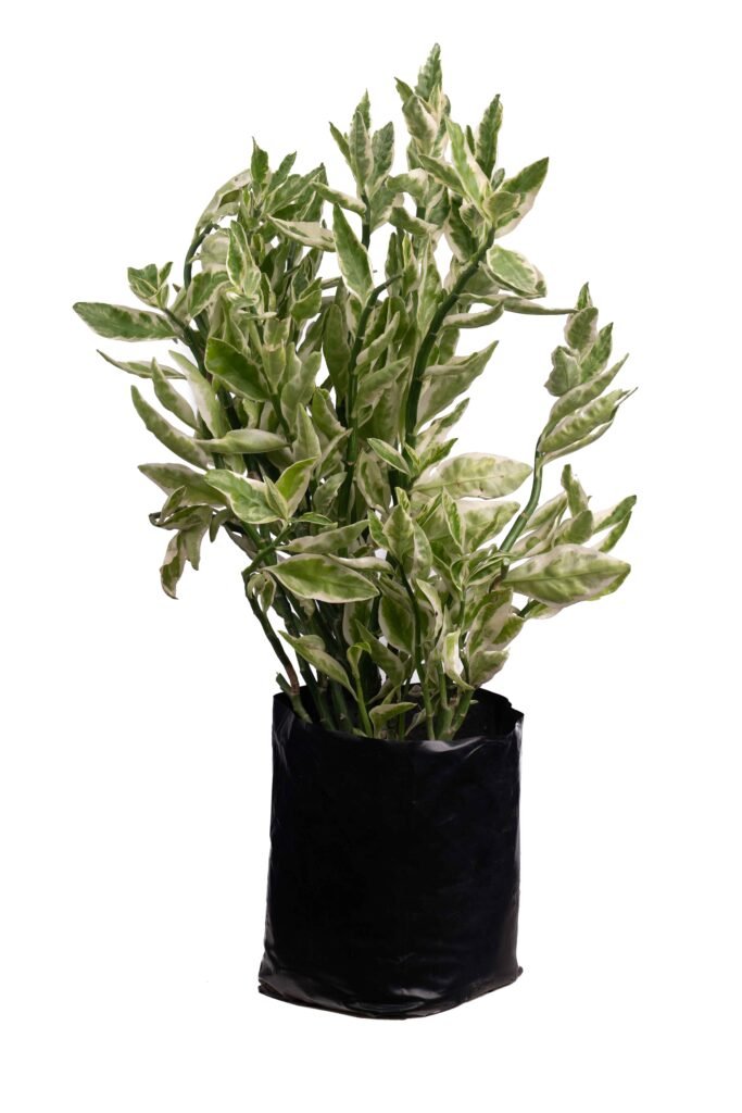 Candelilla