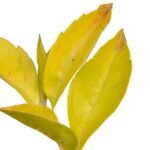 Duranta Cuba