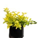 Duranta Cuba