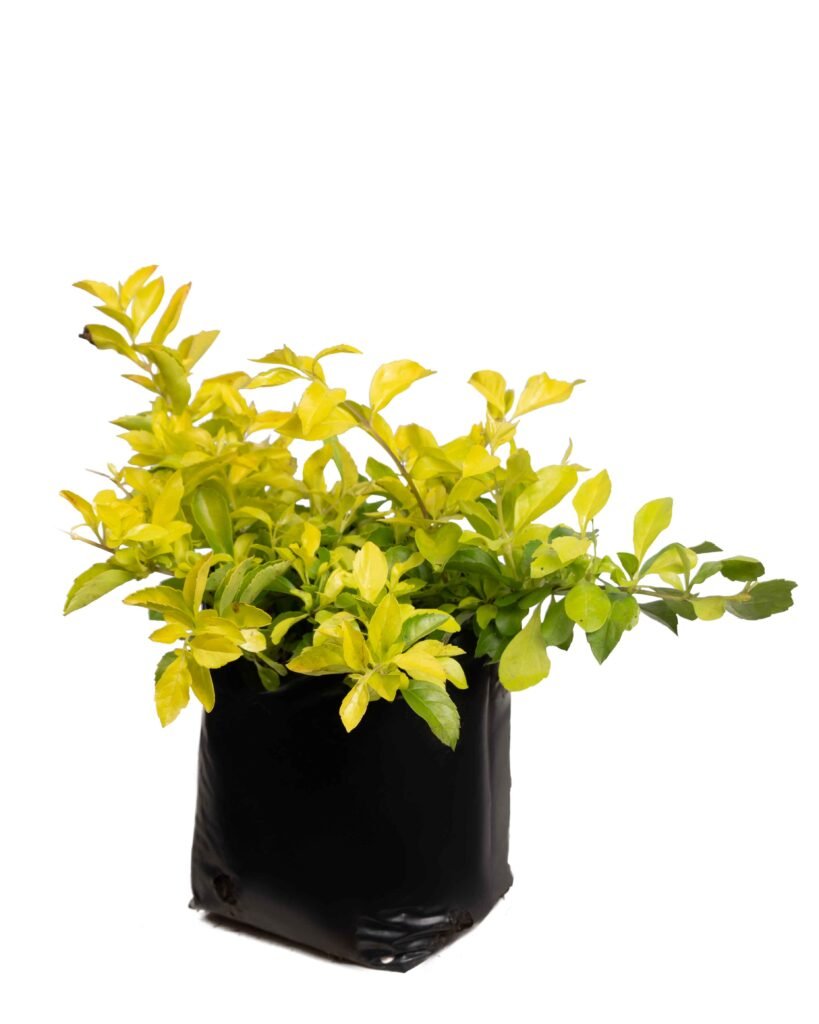 Duranta Cuba